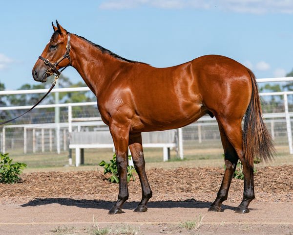 NewgateFarm's tweet image. JUST WOW. Over a 4 length win‼️
GLORIOUS MOMENTS by BRUTAL⚡️ puts in an incredible performance to win at @royalrandwick for the Jim & Greg Lee stable.
There looks to be so much more to come for this @inglis_sales Classic graduate 💥
#TheBeast #ItsPossible