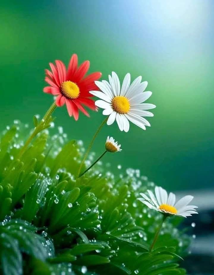 السلام علیکم ورحمتہ اللہ وبرکاتہ 
صبح بخیر  
*پرخلوص دعاؤں.*
چاھتوں کی بارش اورخوشیوں کے لازوال خزانوں کے ساتھ آپ کو 
آج کی "صبح مبارک" ہو.
*رب ذوالجلال*  آپ کو دنیا  اور آخرت میں وه مرتبہ شان اور عزت 
عطا فرماۓ جو آپ کے تصور سے بھی بالاتر هو.

*⚘ آمیـــــن یاربــُـــ 🤲
