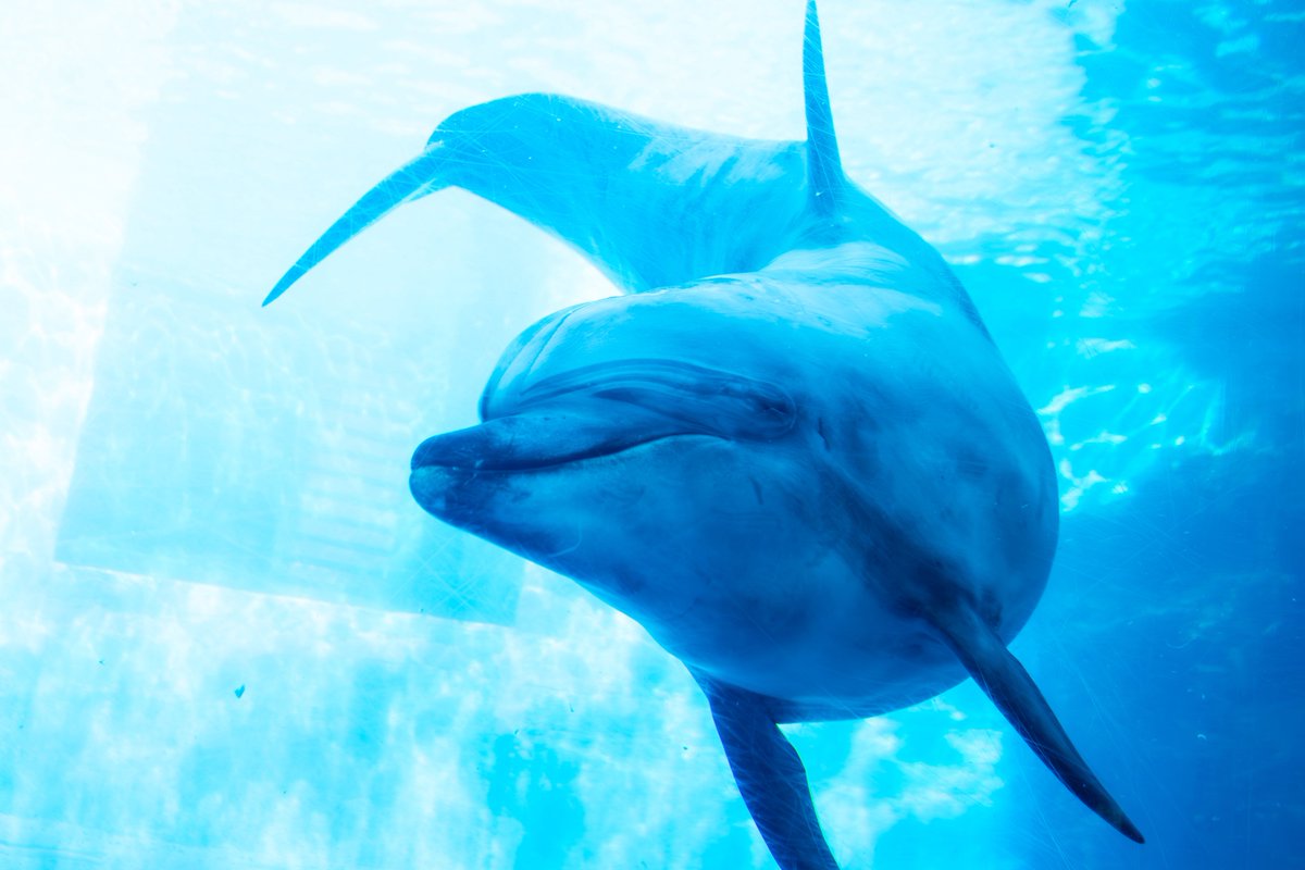 mikine__'s tweet image. 天気がいい日の名古屋港水族館は最強です🐬🔥