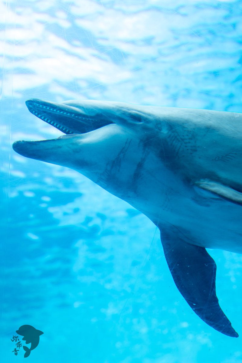 mikine__'s tweet image. 天気がいい日の名古屋港水族館は最強です🐬🔥