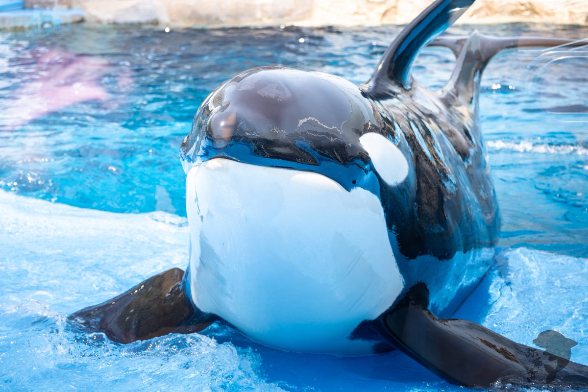 mikine__'s tweet image. 天気がいい日の名古屋港水族館は最強です🐬🔥