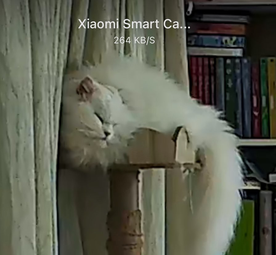 pspanacea's tweet image. ตั้งอกตั้งใจนอนเคร่งเครียดมากอ่ะ