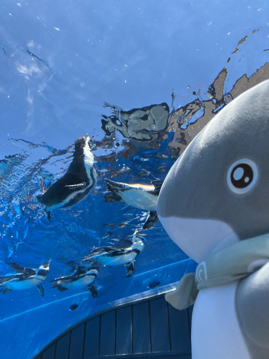 kozame_info's tweet image. 『映画 #おでかけ子ザメ
とかいのおともだち』
子ザメちゃんグリーティング
本日開催🦈
▽場所
サンシャイン水族館 マリンガーデン
▽時間
13:00〜/ 15:00〜/ 17:00〜
odekake-kozame.com/news/?mode=det…