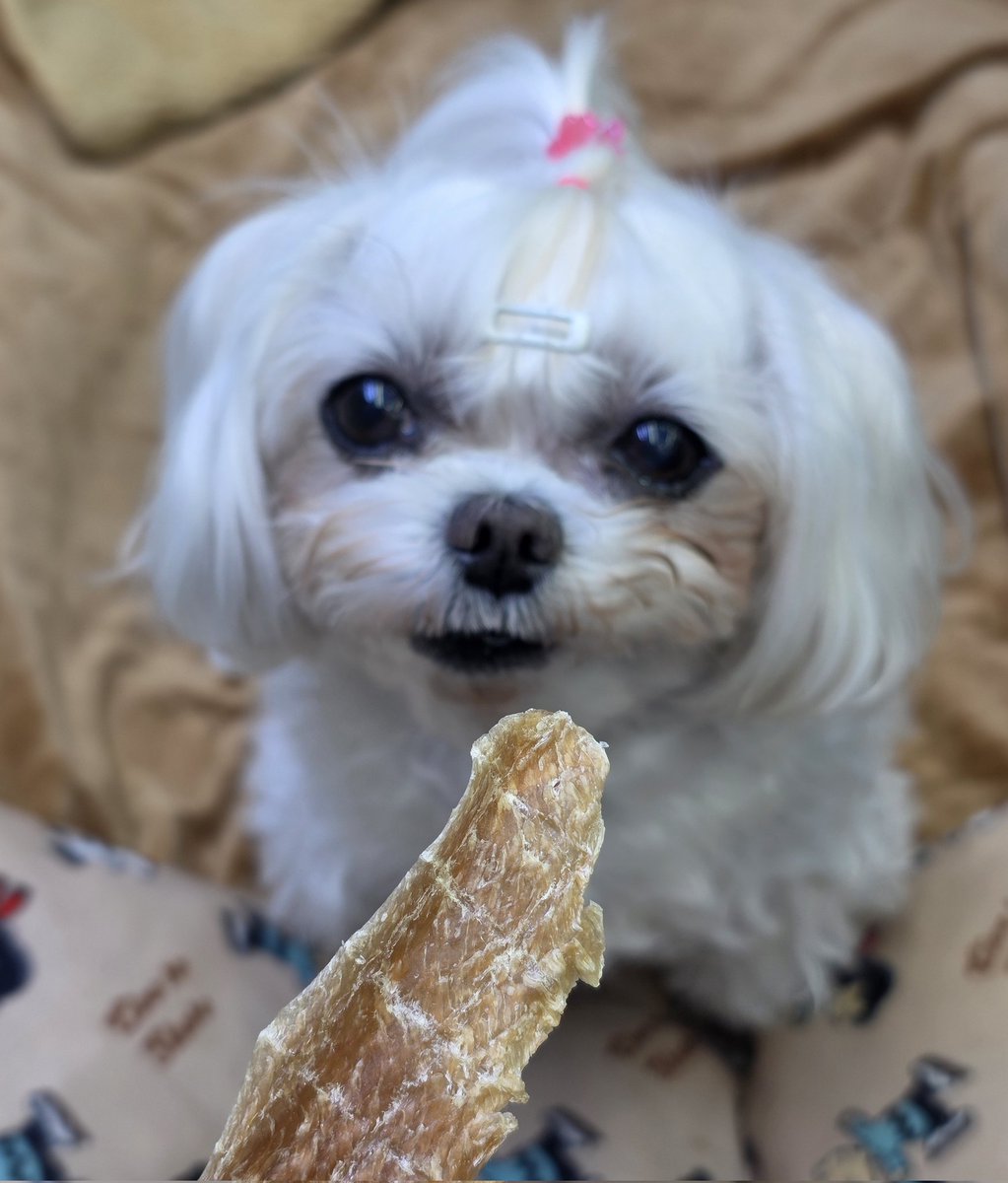 0lloovvee0's tweet image. 노아따라 꼭꼬칩 사먹을때 난 만들어먹음 닭가슴살 얇게 져미거나 가위로 잘라서 건조기에 말리면 맛있음 강아지 간식으로 만드는거지만 같이 먹음ㅋㅋ맛있어..
간 닭가슴살에 채소 섞어서 바짝말리면 바삭하고 오징어맛 나서 맥주안주임ㅋㅋㅋ