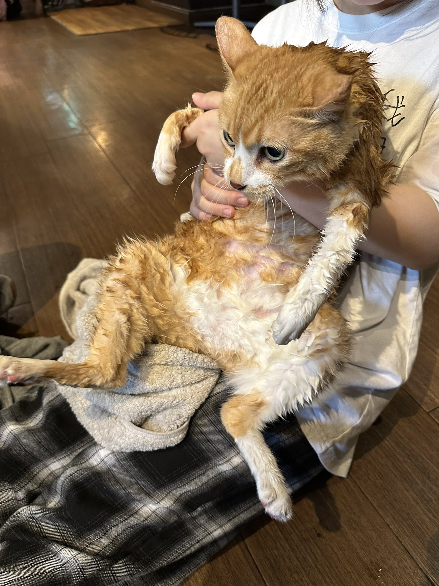 ふらんすねこ様♡ありがとうございます♡ 🐰おみ🐰 on X: 