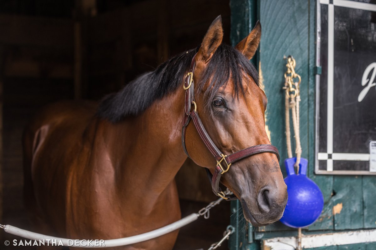 sdeckerphoto's tweet image. MGSW Mo Plex represents the New York-bred program in today's Grade II Jim Dandy Stakes at Saratoga. The Jeremiah Englehart trainee captured the Grade III Ohio Derby last out.
Shot for the @saratogaspecial