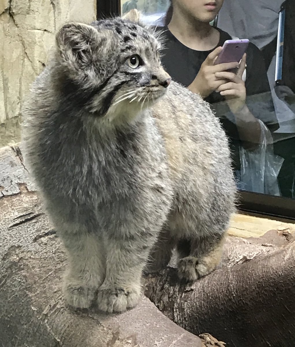mitaka_doooon's tweet image. 本日のマヌルネコです🐱

あんよが揃って素晴らしい👏✨️

#マヌルネコ #アズ 
#那須どうぶつ王国