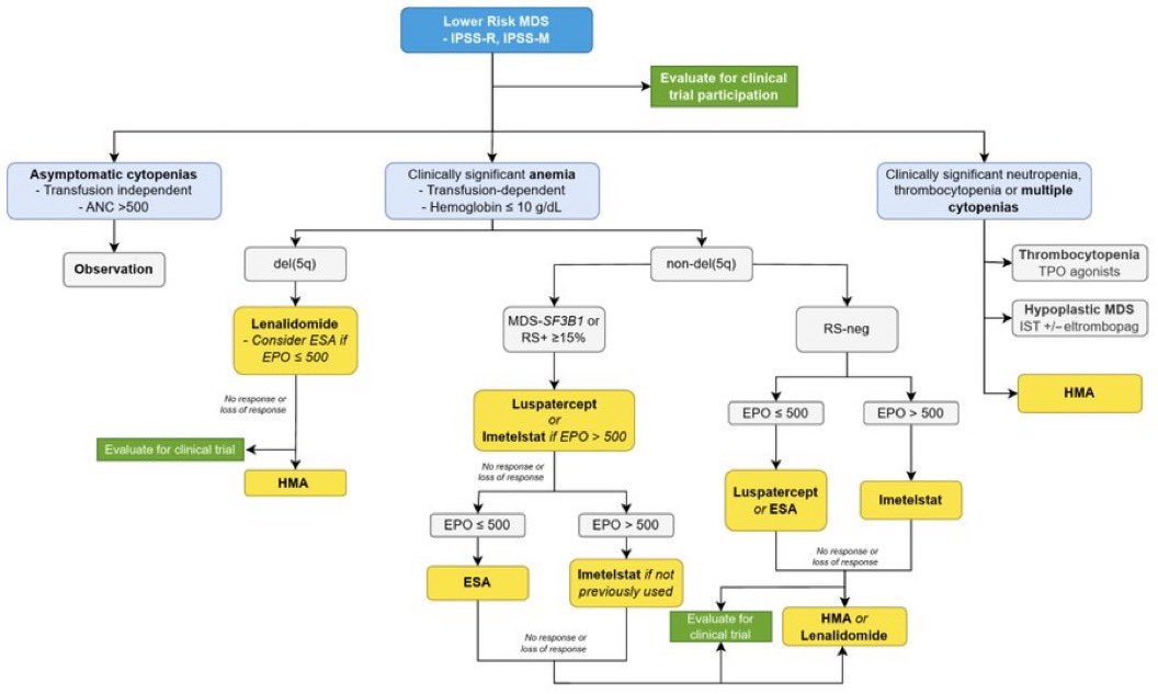 🧬 Lower-Risk MDS: 2024 Tx Algorithm
🧵 By Dr. Amer Zeidan | #ASH2024 #MDS #HemePearls

🔹 Start: LR-MDS (IPSS-R/M)
🔍 Evaluate for clinical trial if eligible
⬇️ Then based on dominant cytopenia:

—

🧪 1. Asymptomatic cytopenia
✔️ ANC &gt; 500 &amp; transfusion-independent
➡️