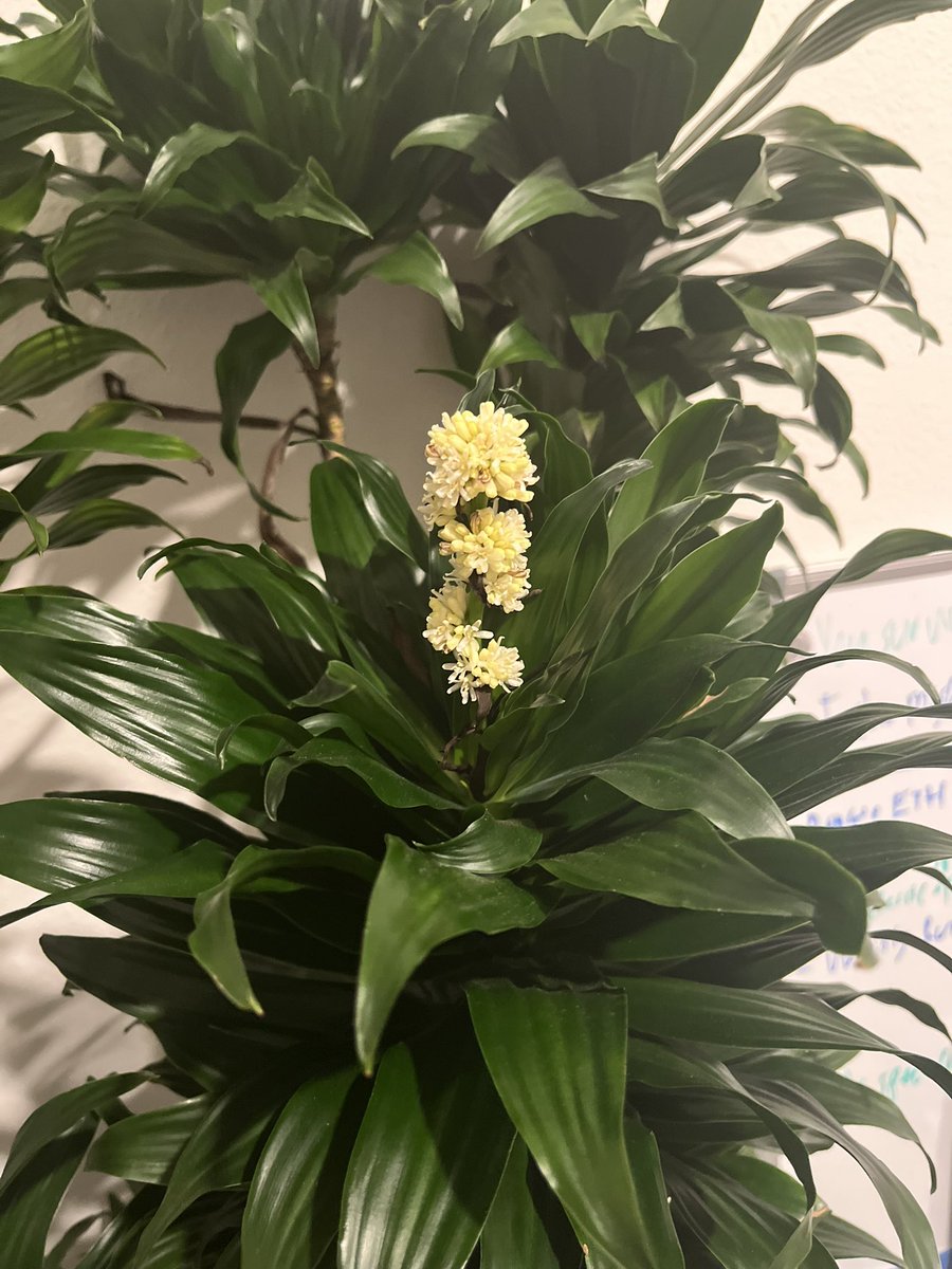 hpayne_writer's tweet image. My office plant flowered today and it smells SO good