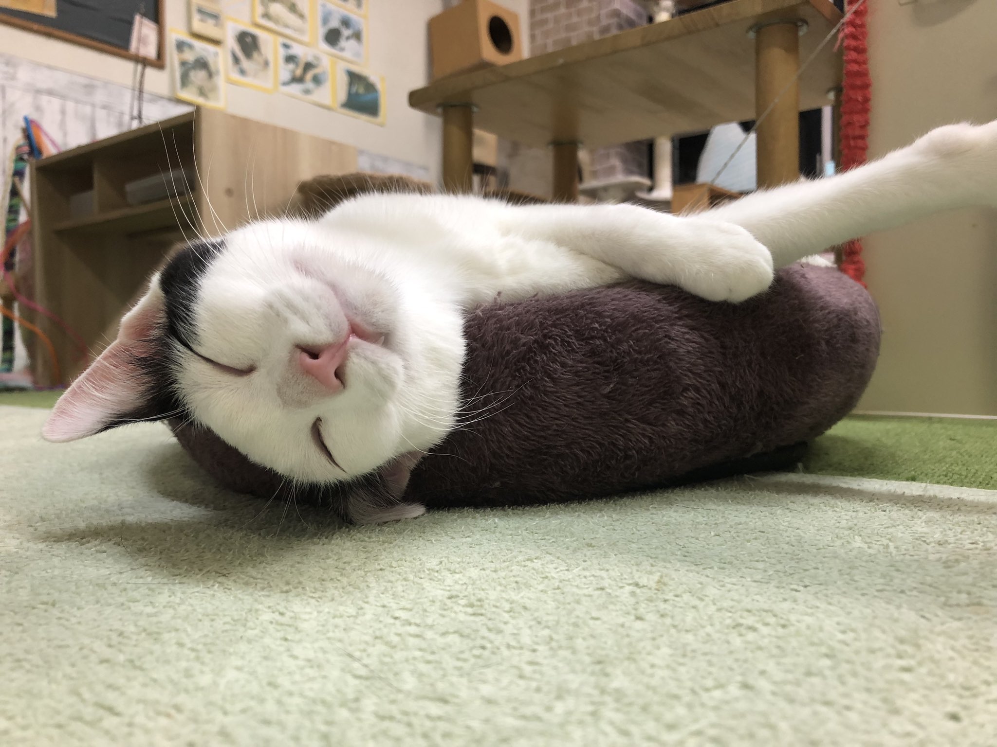 保護猫カフェ あいきゃっと on X: 