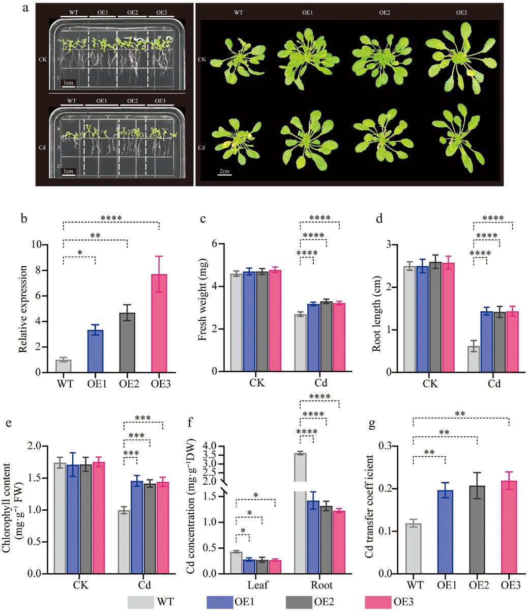 MaximumAcademic's tweet image. #OPR
CibZIP genes in Chrysanthemum indicum linked to cadmium stress tolerance. Study explores gene family expansion and expression. 🌿
@HortiPlant @Stressed_plants @AbioticStress @PlantCellEnvir #Chrysanthemum #CadmiumStress
Details: maxapress.com/article/doi/10…