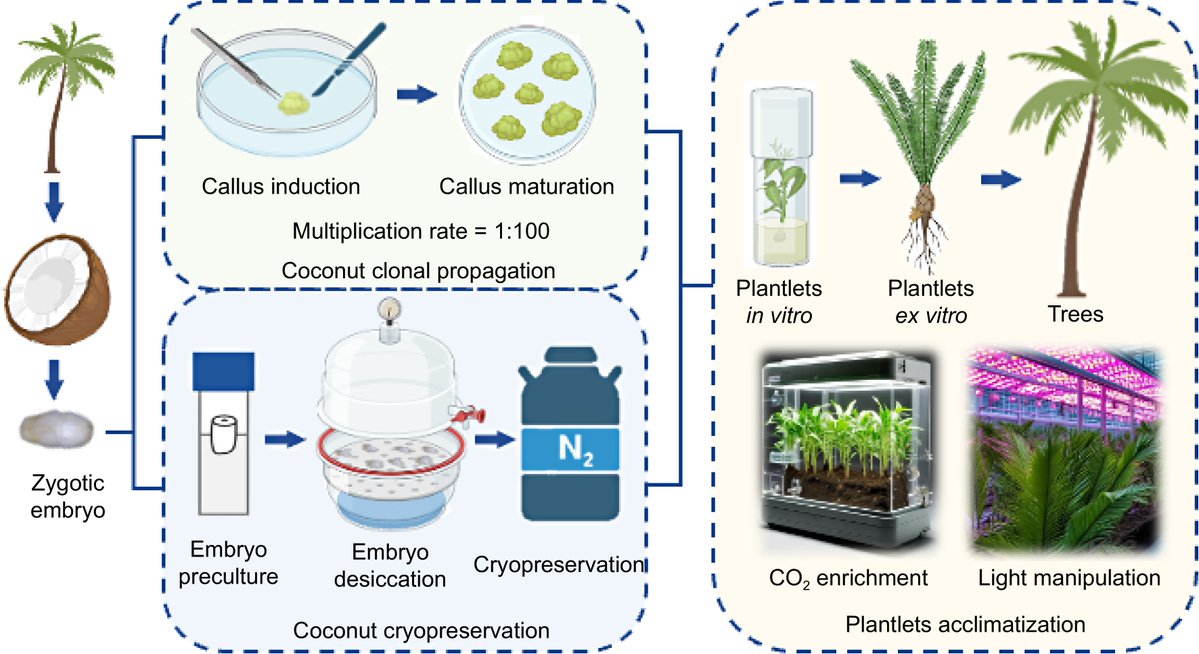 MaximumAcademic's tweet image. #TiH
China uses genomic tools to boost coconut traits like drought tolerance and yield. Cryopreservation and in vitro conservation safeguard genetic diversity. 🌴
@HortiPlant @NewPhyt @sci_plant #CoconutGenetics #SustainableAgriculture
Details: maxapress.com/article/doi/10…