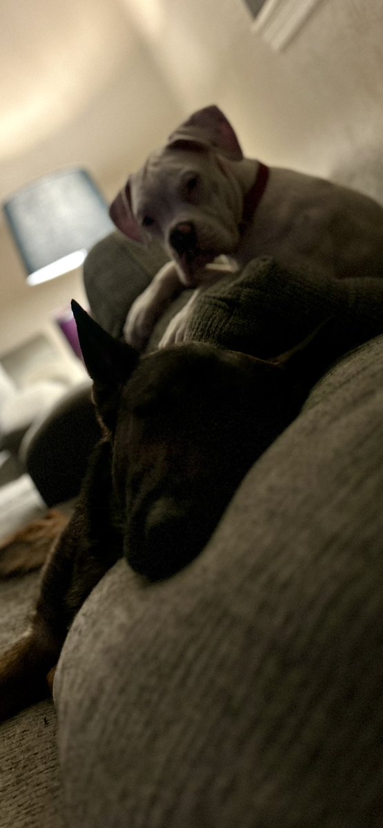 TXzachTX's tweet image. “They’re not allowed on the couch”