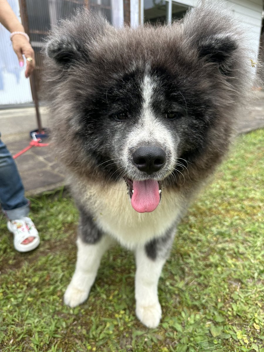 tazawako's tweet image. 【秋田犬保存会秋田県南支部】
場所:田沢湖レストハウス芝生広場
展示ふれあい時間:11時~15時
かわいい子犬も遊びに来るそうですよ♪
#423m
#仙北市
#田沢湖
#たざわ湖龍神まつり