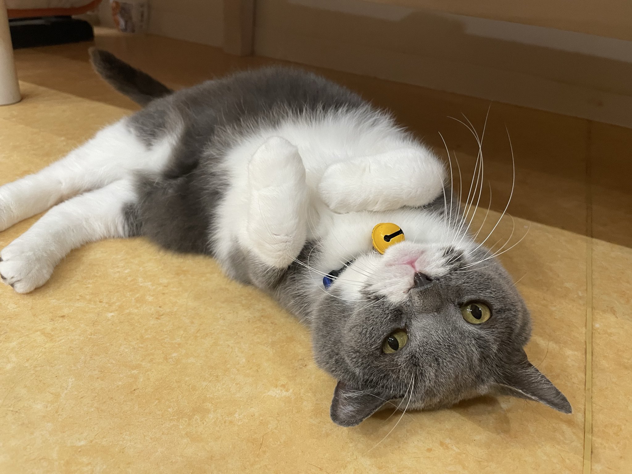 保護猫カフェ鶴橋店【2階】（元・保護猫カフェマンチカン） on