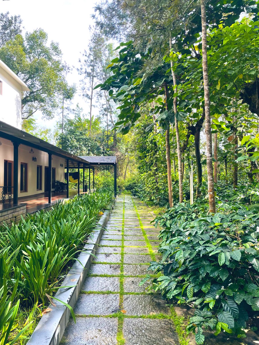 ayushpranav3's tweet image. morning mist, endless greens, and coffee in the air 🏨