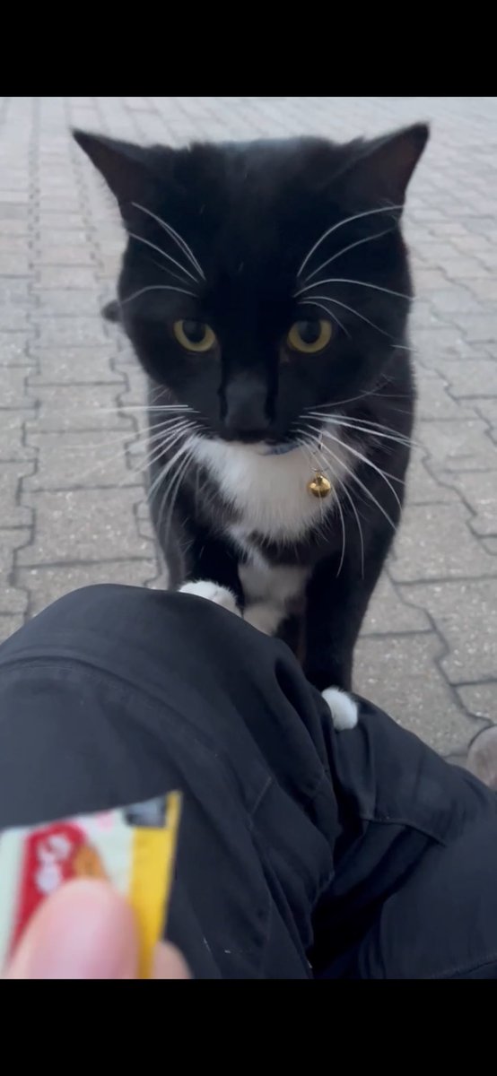 half_straycat's tweet image. Using Dad as a stepping stone🪜🐾😽