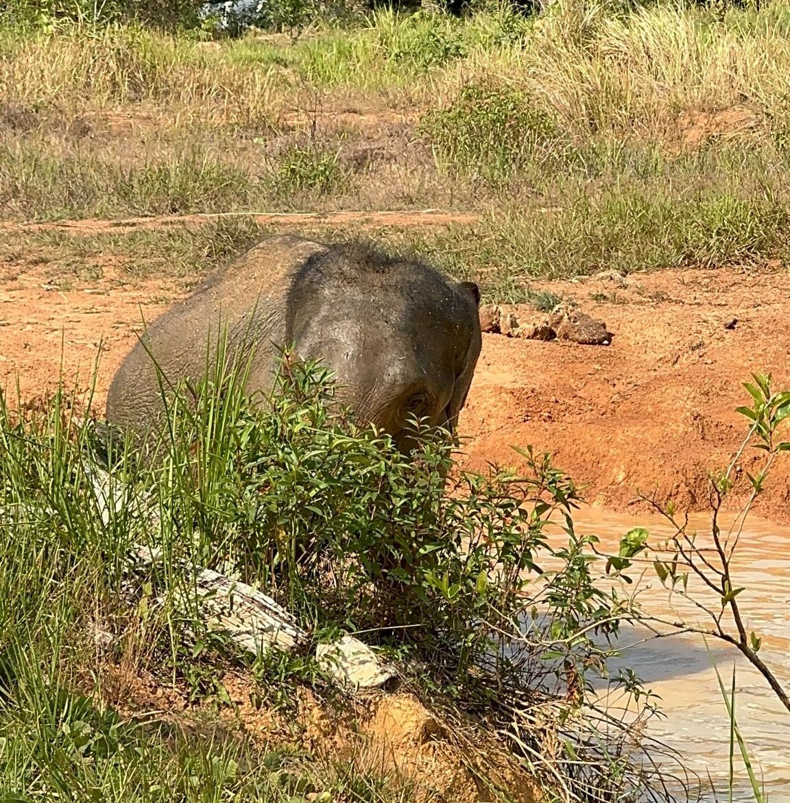 UnchainedDaniel's tweet image. GM!!!
Our boy Mongkol dipping in the water to start the weekend! 🐘