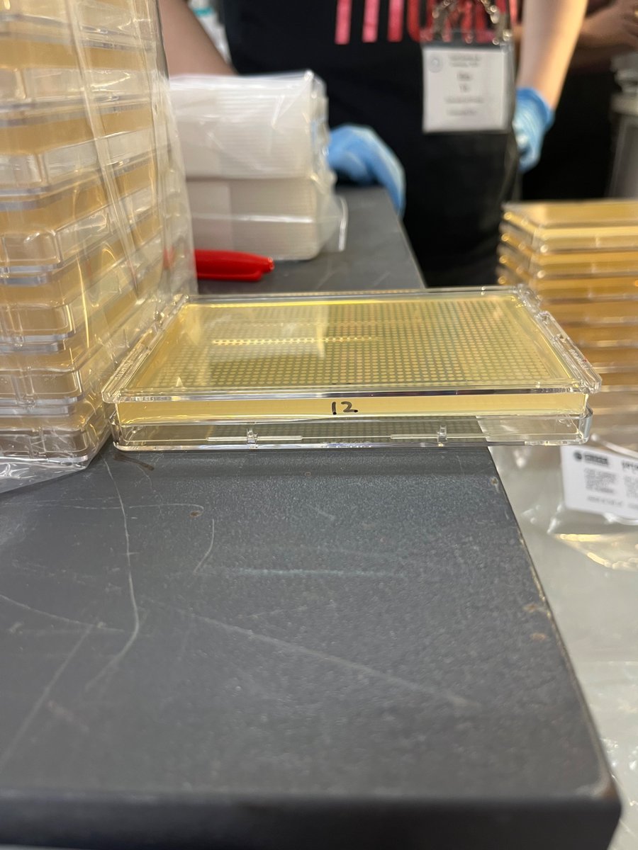 YeastCourseCSHL's tweet image. Day 3 at #YGG2025 and the lab is buzzing. We’re diving into everything from PCRs to microscopy and dissection practice. The learning curve is steep, but exciting🔬