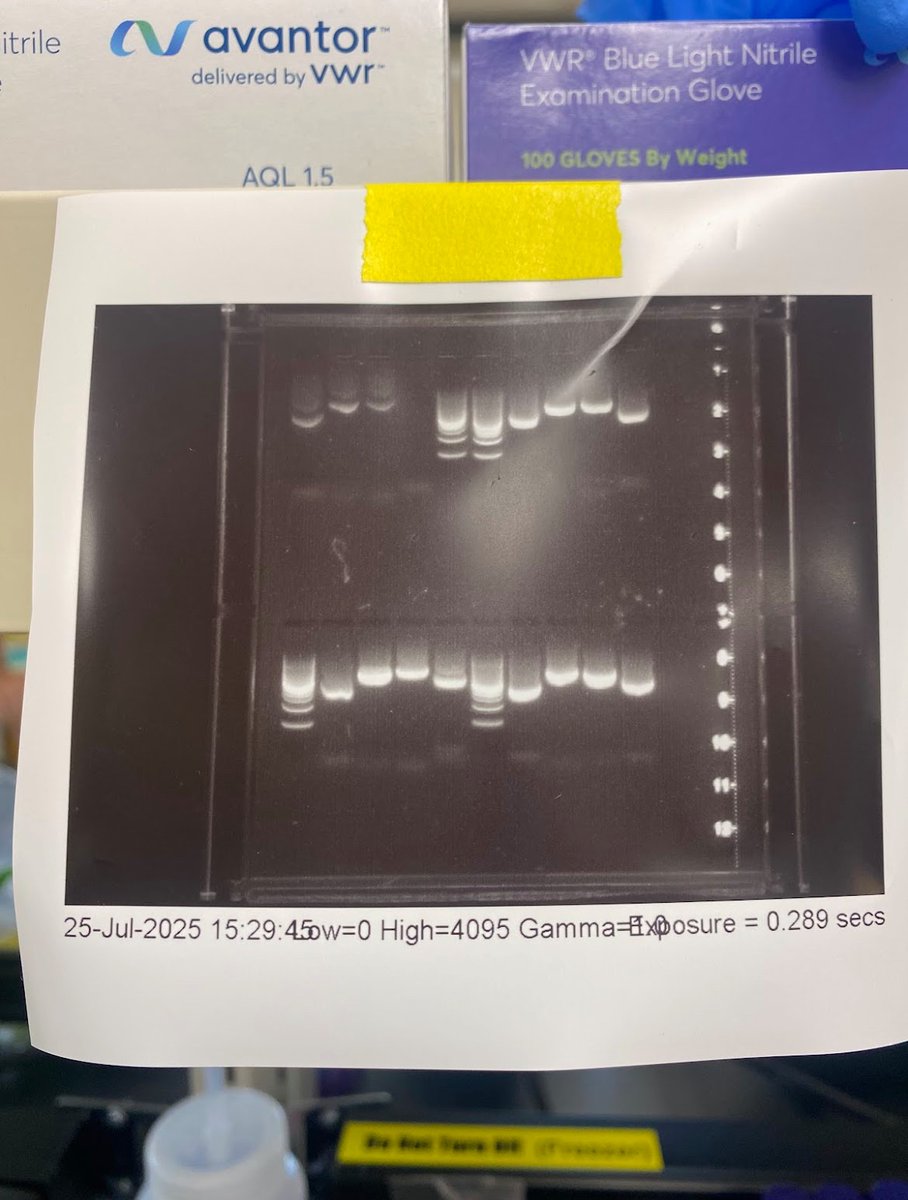 YeastCourseCSHL's tweet image. Day 3 at #YGG2025 and the lab is buzzing. We’re diving into everything from PCRs to microscopy and dissection practice. The learning curve is steep, but exciting🔬