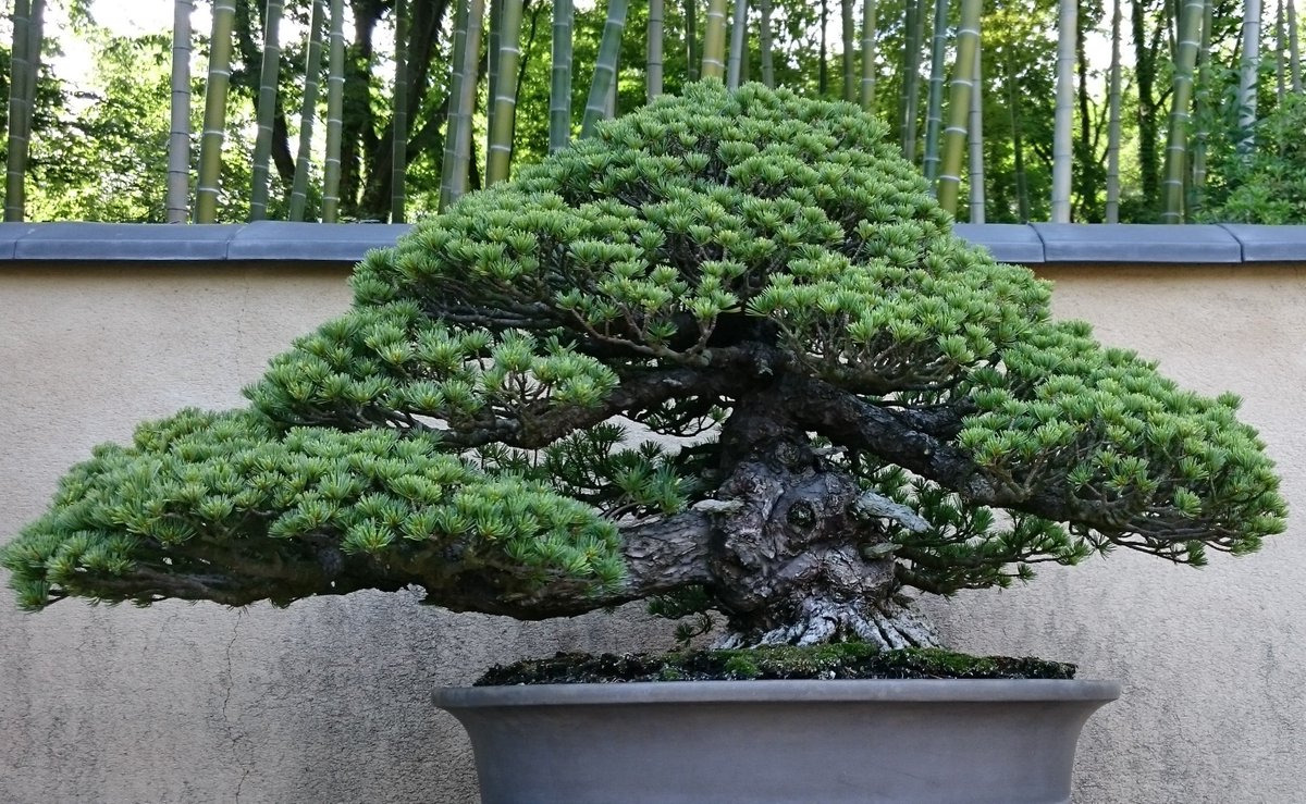 Tokyonobo's tweet image. In bonsai, the pine tree is also considered a very important and prestigious tree species. Because it remains green throughout the four seasons, it symbolizes the Zen values of constancy, patience, and moderation, highly regarded as a tree embodies dignity and classical beauty.