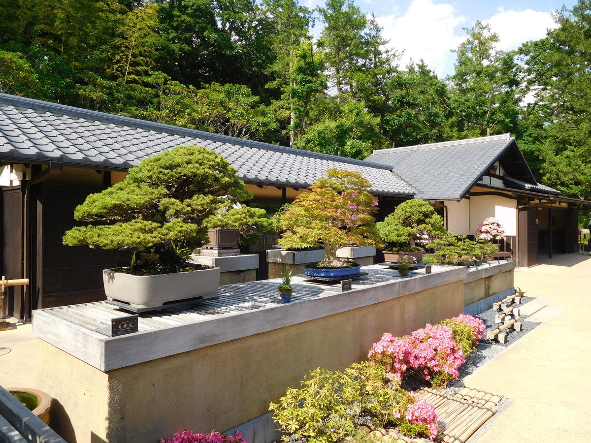 Tokyonobo's tweet image. In bonsai, the pine tree is also considered a very important and prestigious tree species. Because it remains green throughout the four seasons, it symbolizes the Zen values of constancy, patience, and moderation, highly regarded as a tree embodies dignity and classical beauty.