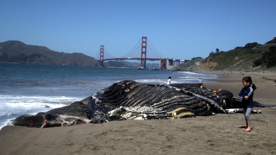 rafdebugger's tweet image. A record number of whales have died in San Francisco Bay this year, raising alarms among marine biologists and urgent calls for safer boating practices. theweek.com/environment/wh…