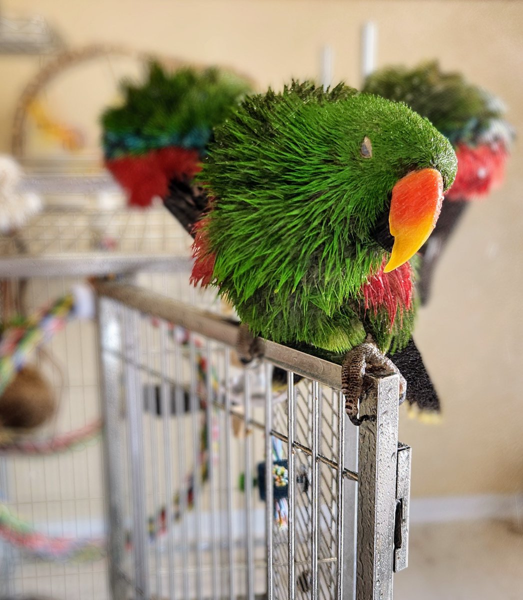 浴びてます🦜💦