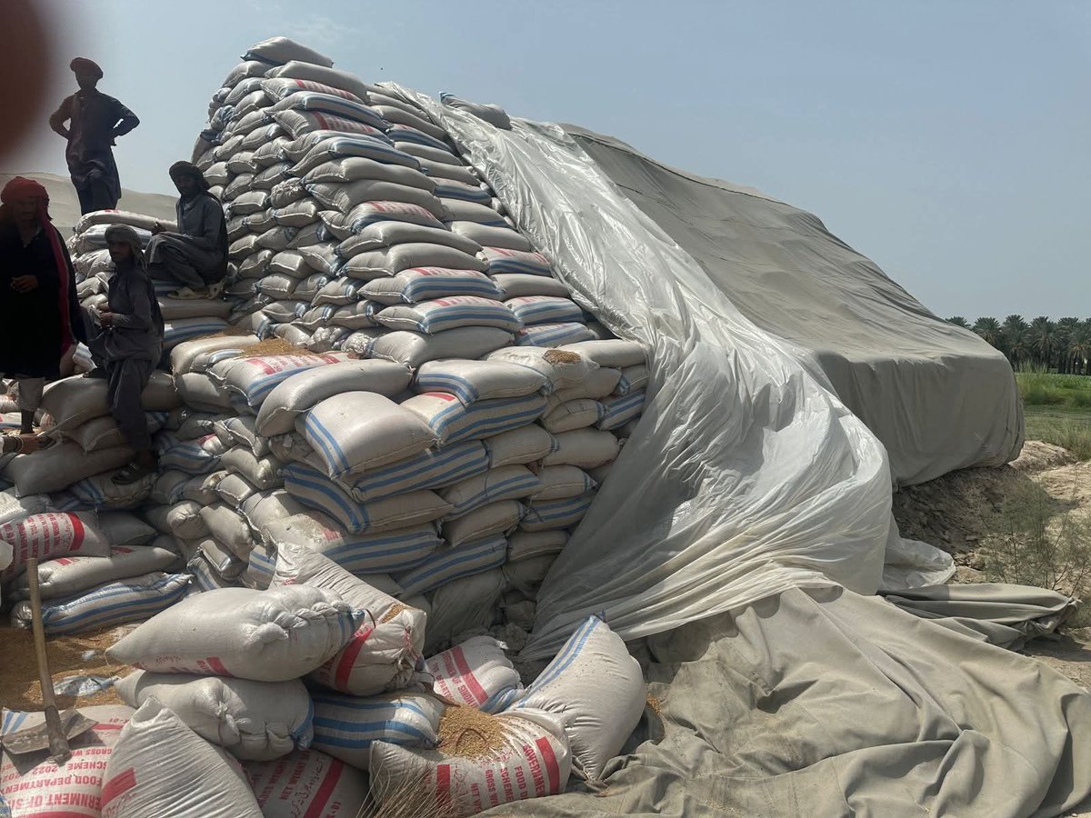 sassui786's tweet image. Mahesro wheat stock checking.

 فوڊ انسپيڪٽر ثابت ڪڻڪ
 بارش جي ڪري خراب ٿي وئي

ماڻھو بک وڳي خودڪشيون پيا ڪن ھتي ڪڻڪ جا گودامن جا گودام خراب ٿيو وڃن.

خدا جو ڏمر ھوندا آھن اھڙا حڪمران.