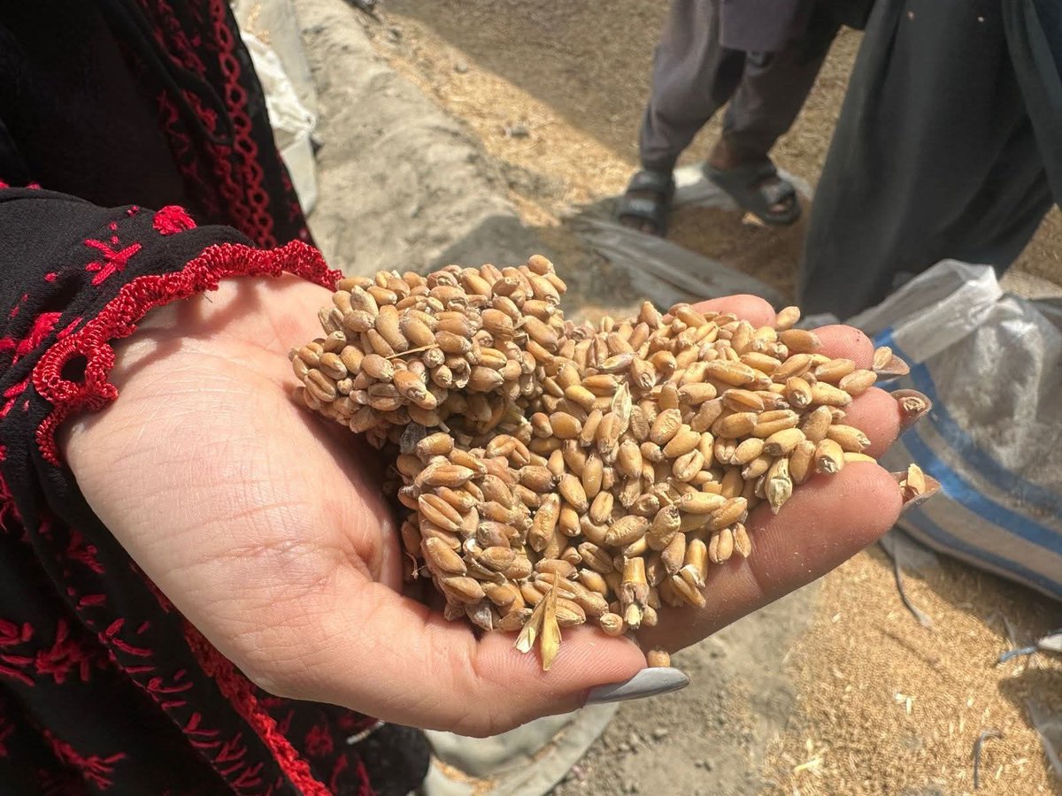 sassui786's tweet image. Mahesro wheat stock checking.

 فوڊ انسپيڪٽر ثابت ڪڻڪ
 بارش جي ڪري خراب ٿي وئي

ماڻھو بک وڳي خودڪشيون پيا ڪن ھتي ڪڻڪ جا گودامن جا گودام خراب ٿيو وڃن.

خدا جو ڏمر ھوندا آھن اھڙا حڪمران.