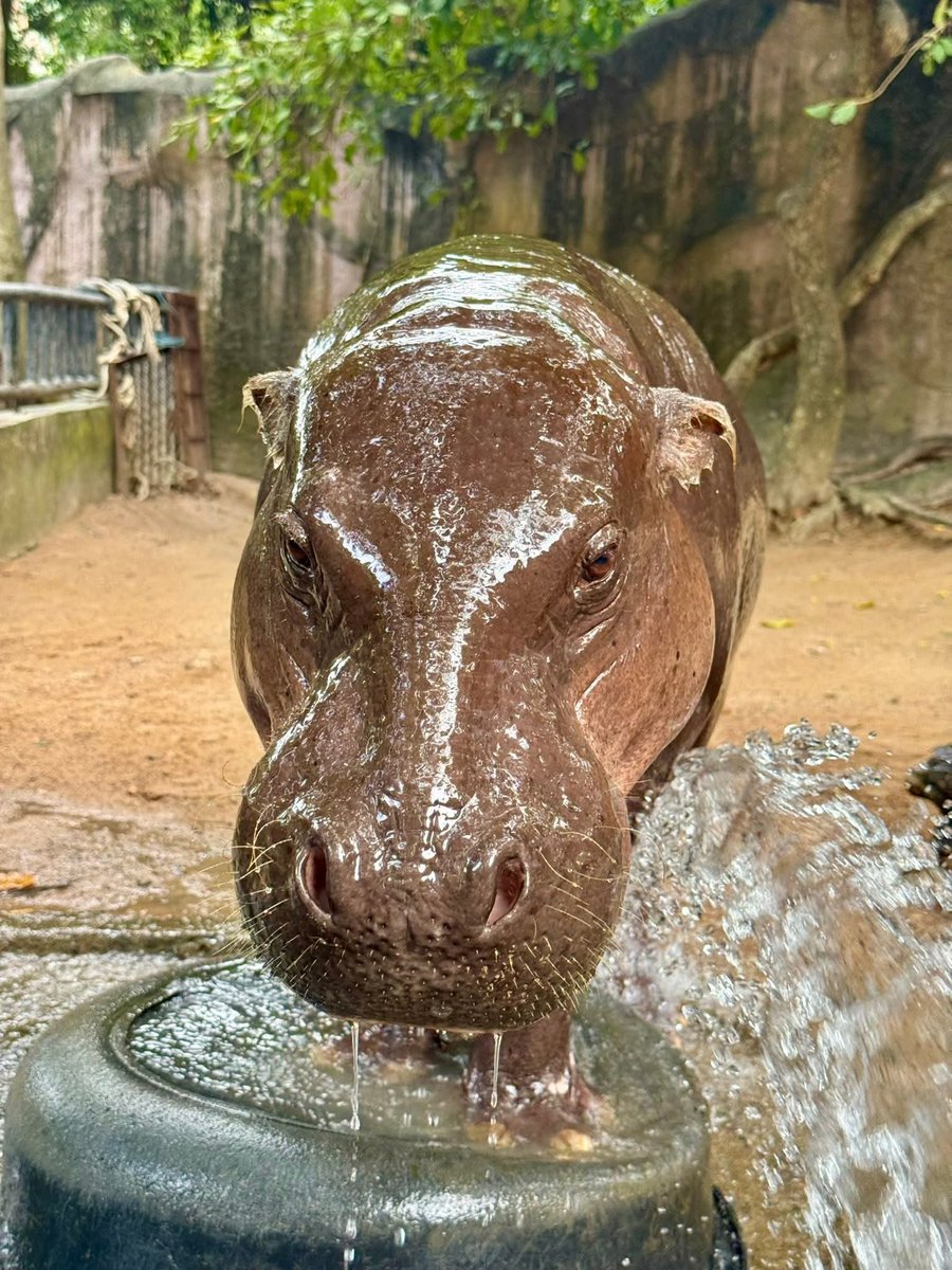 and_khamoo's tweet image. สุขสันต์วันเกิดคุณแม่แห่งปี
โจวน่าอายุ 26 ปีเเล้ว 🎂🎂🎂
#hippo #PygmyHippo #ขาหมูแอนด์เดอะแก๊ง #หมูเด้งจะเด้งกี่โมง #Moodeng #พี่ขาหมู #สวนสัตว์แปลกเขาเขียว