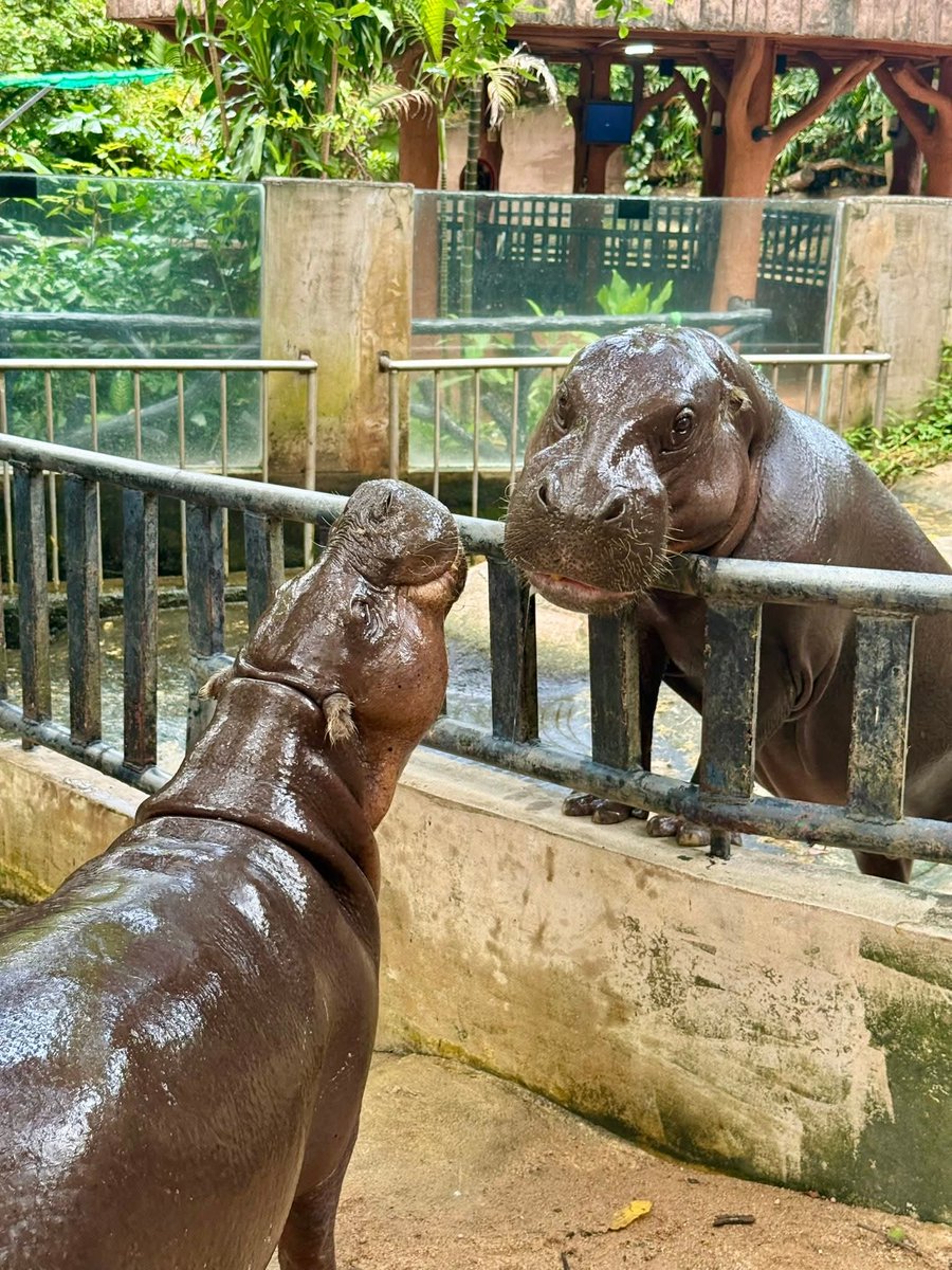 and_khamoo's tweet image. สุขสันต์วันเกิดคุณแม่แห่งปี
โจวน่าอายุ 26 ปีเเล้ว 🎂🎂🎂
#hippo #PygmyHippo #ขาหมูแอนด์เดอะแก๊ง #หมูเด้งจะเด้งกี่โมง #Moodeng #พี่ขาหมู #สวนสัตว์แปลกเขาเขียว
