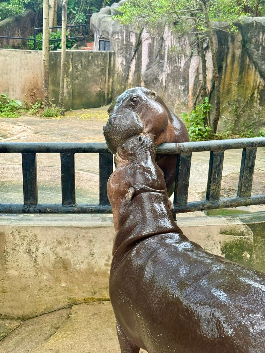 and_khamoo's tweet image. สุขสันต์วันเกิดคุณแม่แห่งปี
โจวน่าอายุ 26 ปีเเล้ว 🎂🎂🎂
#hippo #PygmyHippo #ขาหมูแอนด์เดอะแก๊ง #หมูเด้งจะเด้งกี่โมง #Moodeng #พี่ขาหมู #สวนสัตว์แปลกเขาเขียว