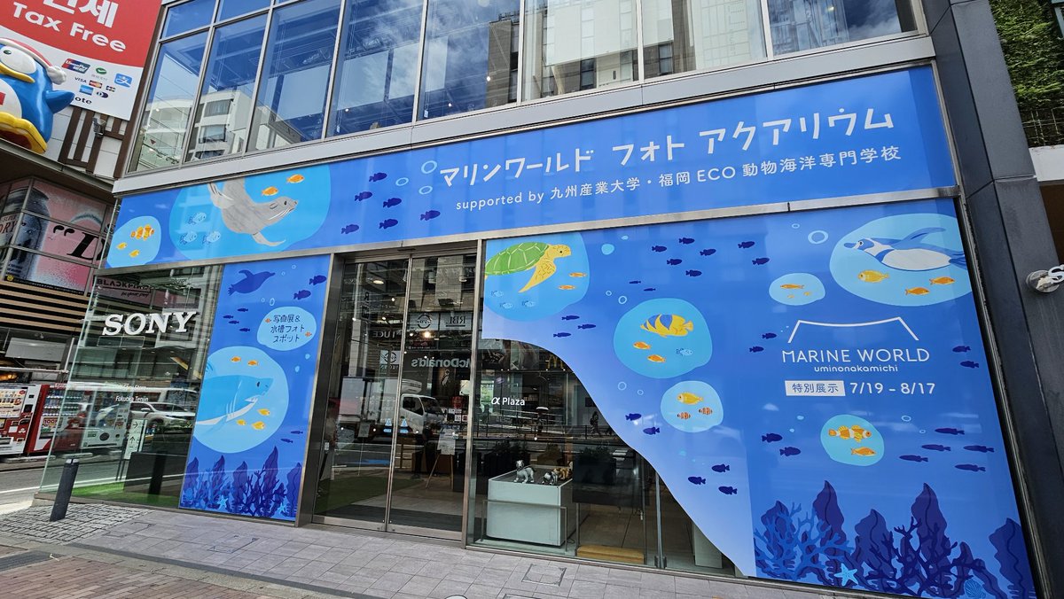 marine_uminaka's tweet image. #マリンでカメラナイト 作品展を
#ソニーストア福岡天神 で
8月17日まで開催中!
お店が水族館みたいです(*^-^)
本日は16時までスタッフが店舗にお邪魔しています!
marine-world.jp/news/post-7420/