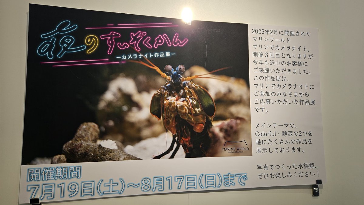 marine_uminaka's tweet image. #マリンでカメラナイト 作品展を
#ソニーストア福岡天神 で
8月17日まで開催中!
お店が水族館みたいです(*^-^)
本日は16時までスタッフが店舗にお邪魔しています!
marine-world.jp/news/post-7420/
