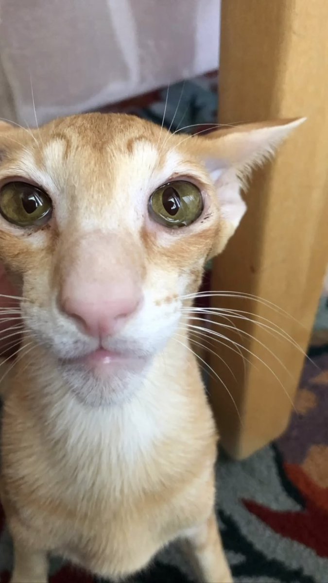 eepurr's tweet image. goodnight eepykitten