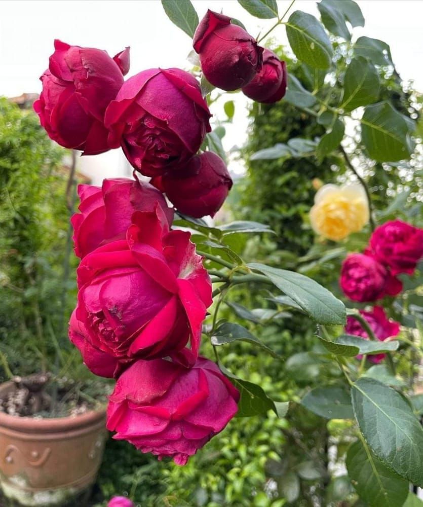 احذر . .
أن تكسر كلماتك قلب انسان ،
يظل يَعرج طول حياته
لن تنفعك كلمة آسف ولَن تكون جَبيرة
لكسره بعد فوات الأوان ..