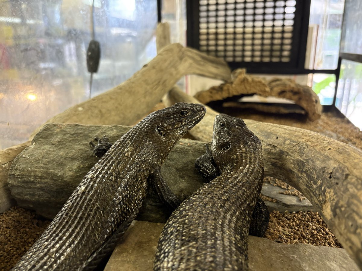 暑くて眠くて暑い🫠