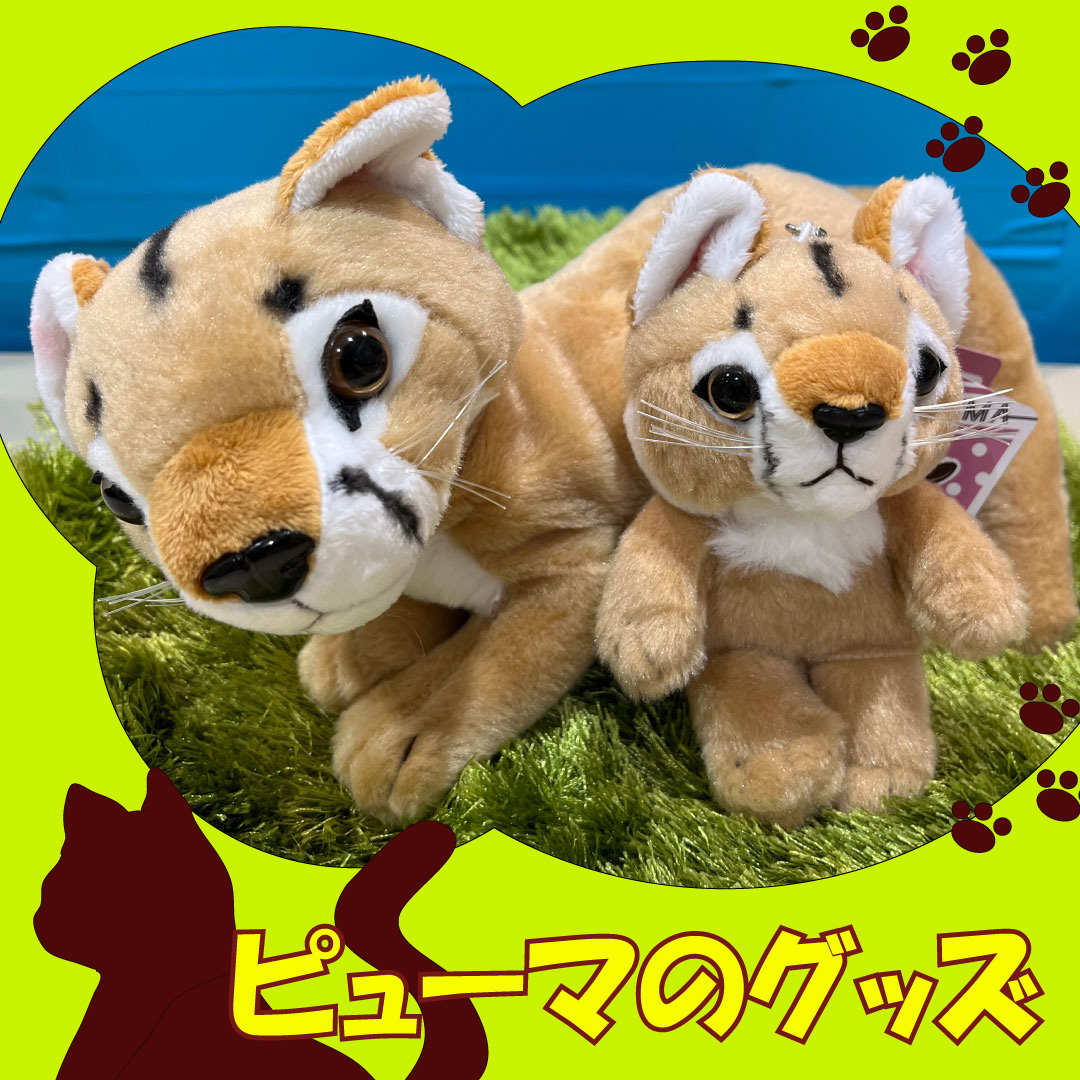 海外作家 ピューマのぬいぐるみ 日本平動物園【グッズ・フード】 on X: