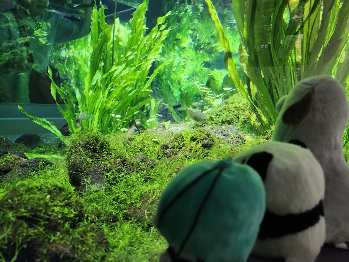 nek0tuki's tweet image. 緑仙、パンダ、ふわんわん…水草と若干の魚だよ…