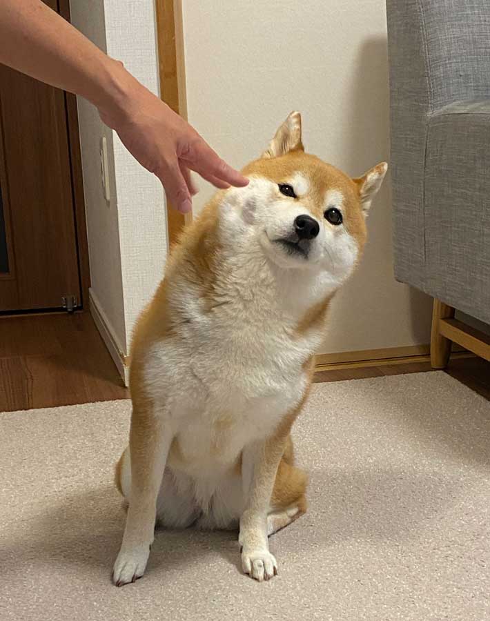 grapeejp's tweet image. 顔に出すぎ😂
#grape動物 #柴犬
「笑った」「露骨すぎる」 飼い主が柴犬をなでようとしたら…? grapee.jp/2022441 @grapeejpより