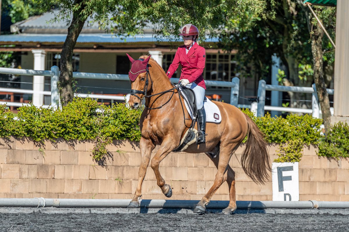 roxy_joubert's tweet photo. Back in the dressage arena after 2.5 years and surprisingly still remembered turn left at C 🤣☝🏻🤭#comebackshow #dressage #dressagehorse #dressagerider #3rdplace #SDRC #showgrounds #weekend #july #2025 https://t.co/1M8hMABTLJ