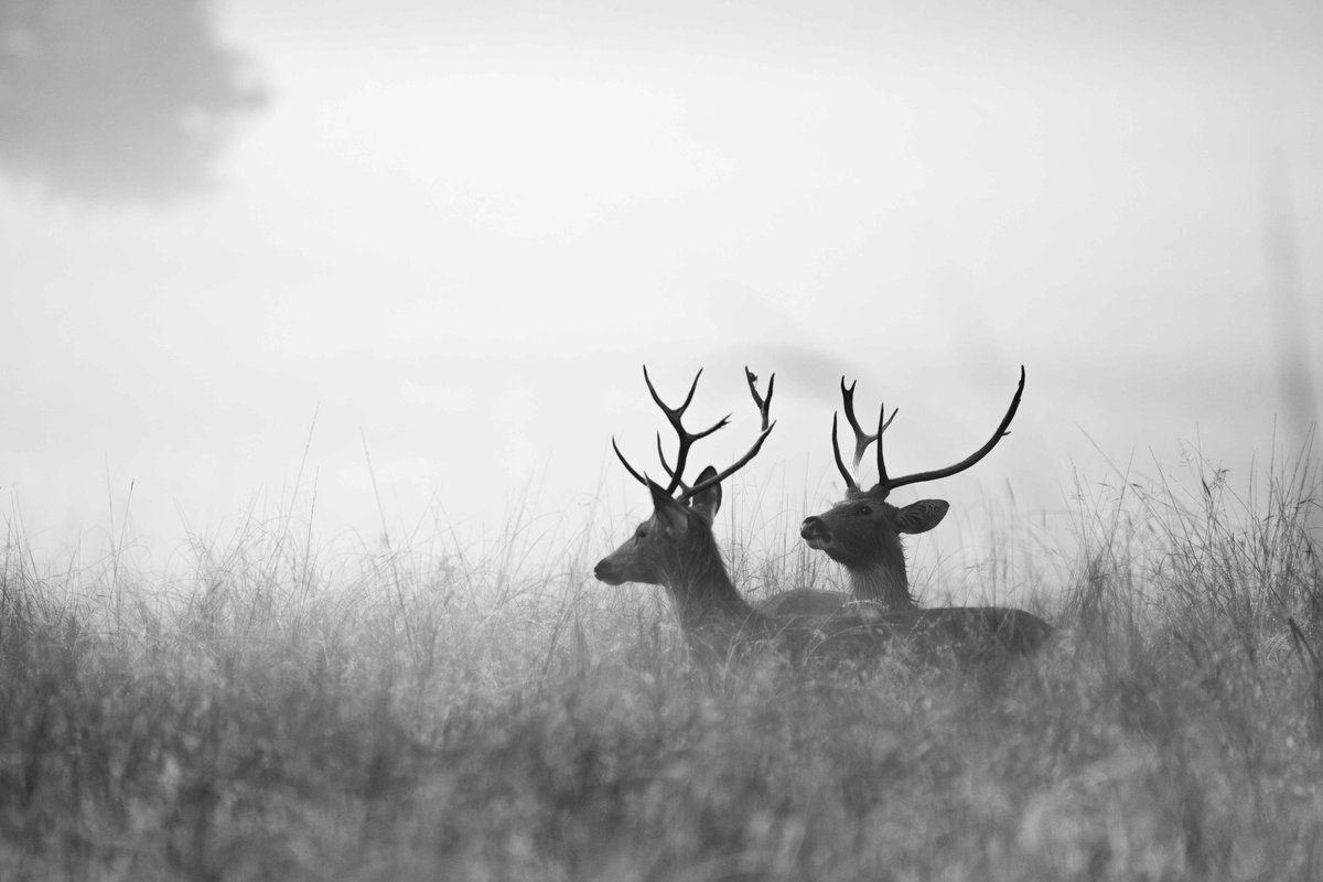 trikansh_sharma's tweet image. The land of BaraSinghas, vulnerable Swamp Deer - Kanha Tiger Reserve.