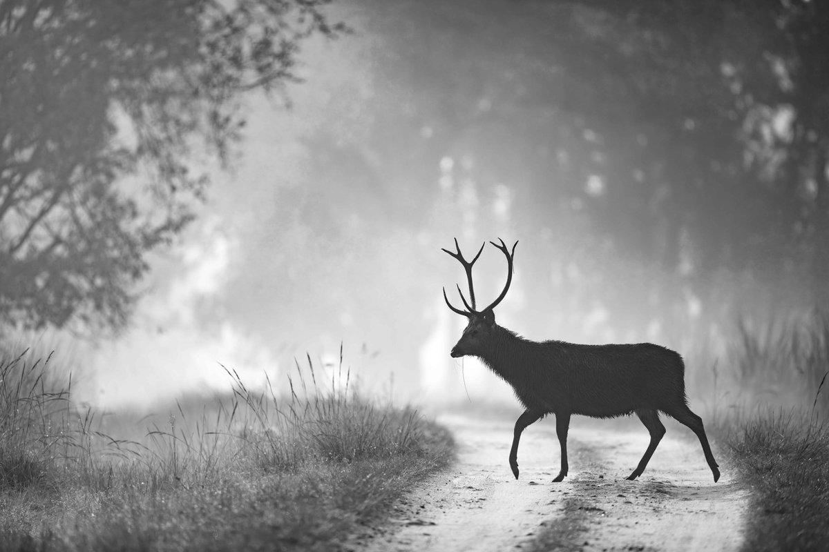 trikansh_sharma's tweet image. The land of BaraSinghas, vulnerable Swamp Deer - Kanha Tiger Reserve.