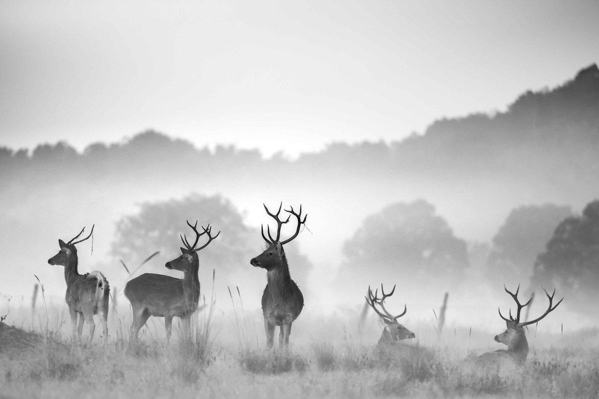 trikansh_sharma's tweet image. The land of BaraSinghas, vulnerable Swamp Deer - Kanha Tiger Reserve.