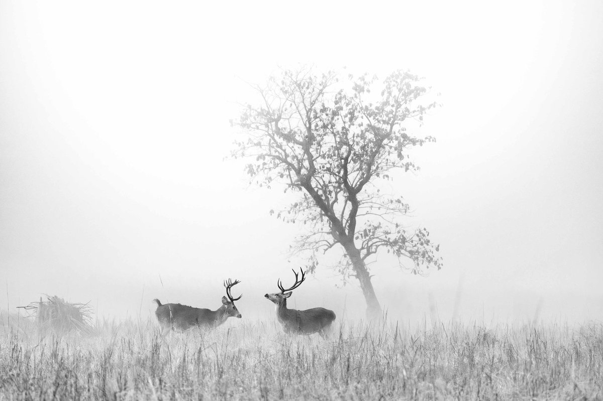 trikansh_sharma's tweet image. The land of BaraSinghas, vulnerable Swamp Deer - Kanha Tiger Reserve.