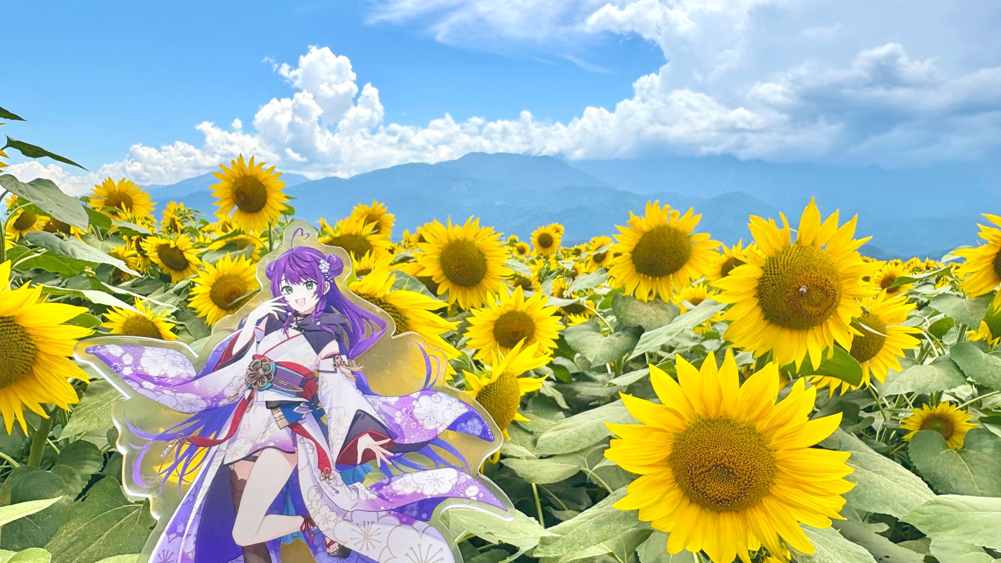 ★スーちゃんと夏の風景★ひまわり 鶴見緑地（ @tsurumiryokuchi ）のひまわり🌻 7/29(火)時点の
