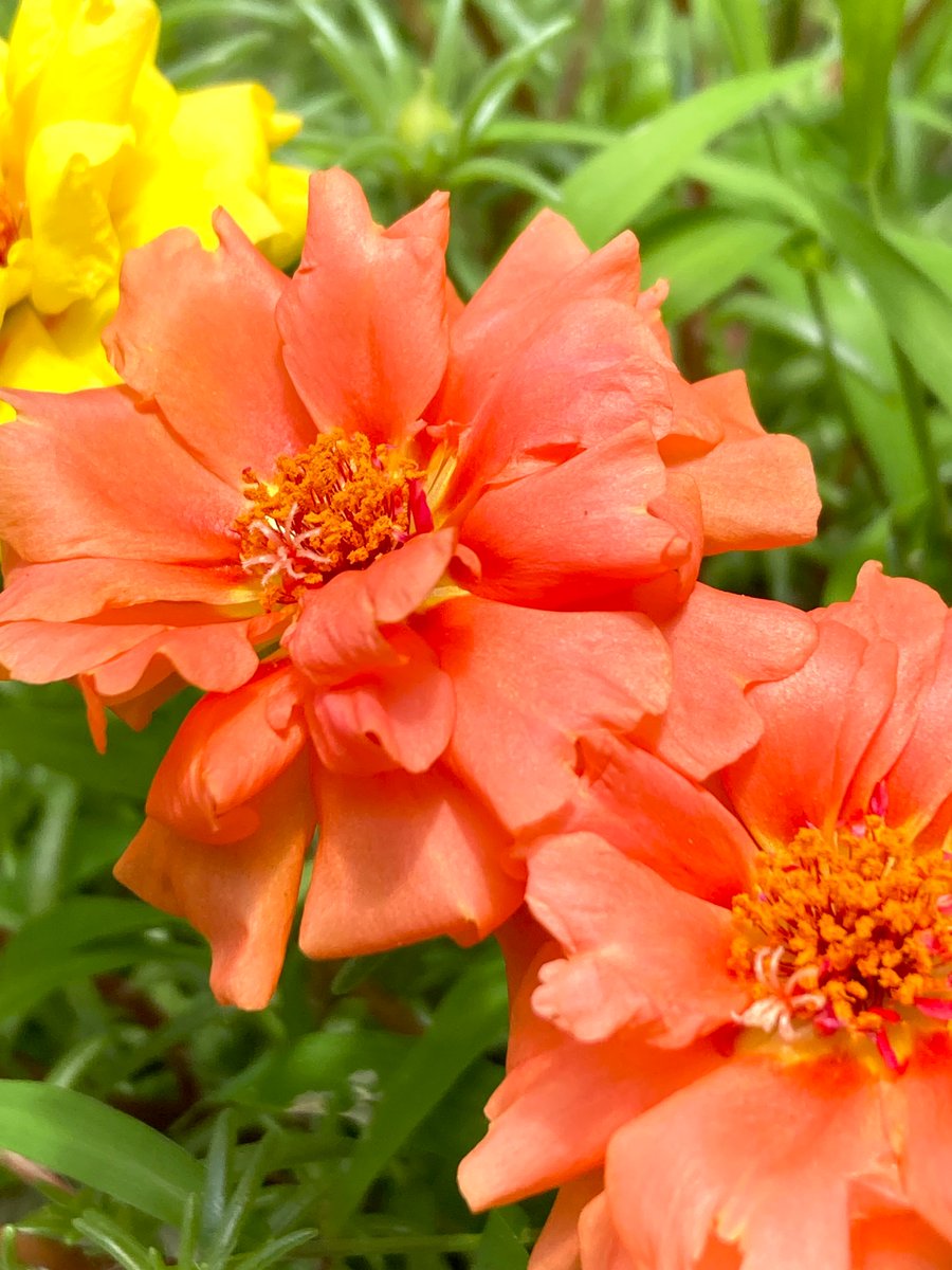 homoremore's tweet image. こんにちは。