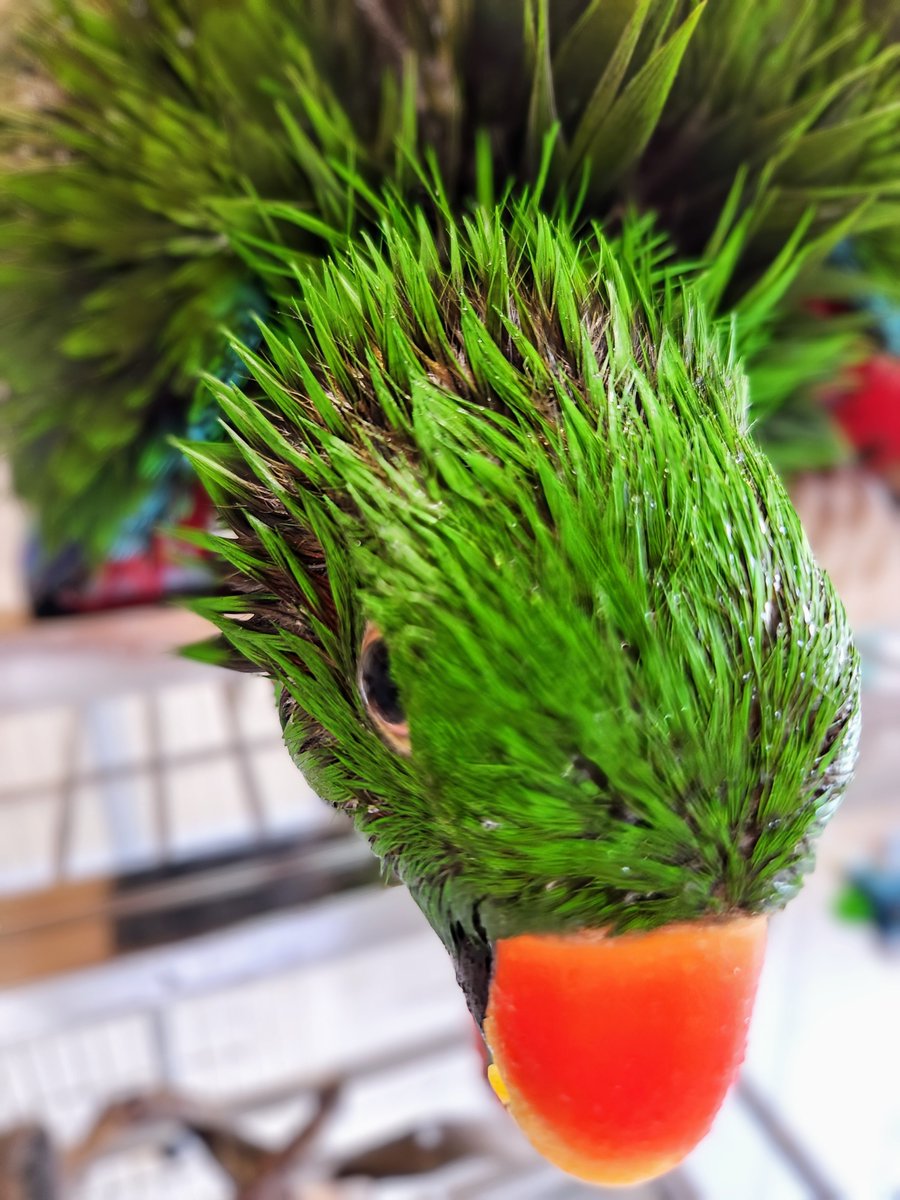 浴び終わりました🦜💦