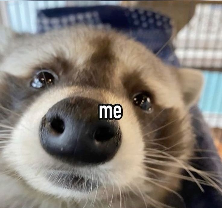 ShouldHaveRacc's tweet image. 